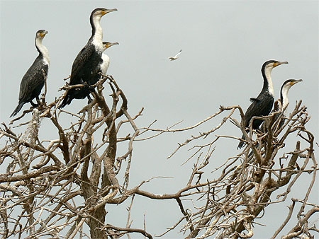Cormorans 