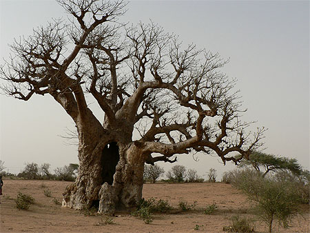 Baobab