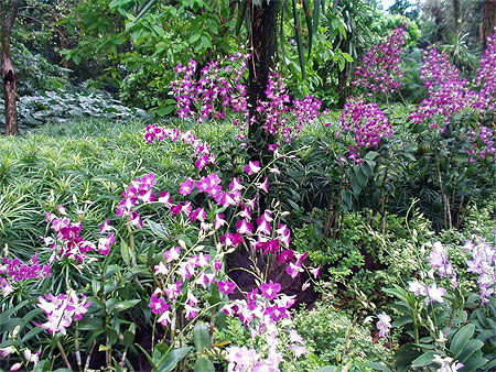 Jardin
