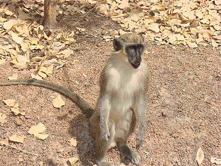 Singe vert