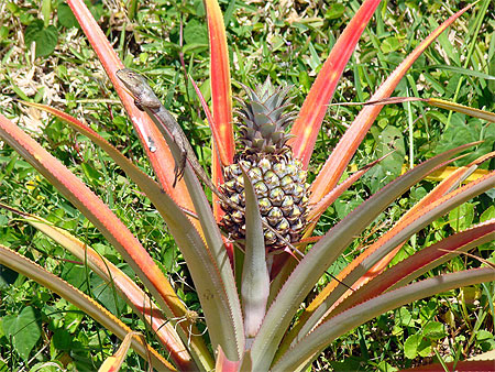 Repos dans les ananas