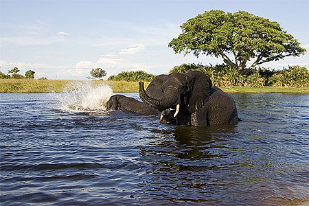El�phants au bain dans l'Okavango