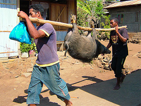 Le cochon passe � la trappe...