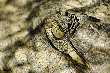 Croco