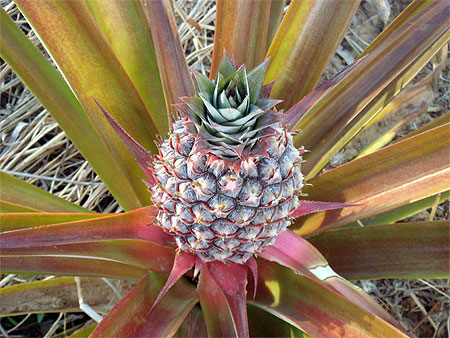 Ananas