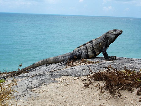 Superbe "Tulum"