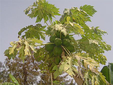 Papaye