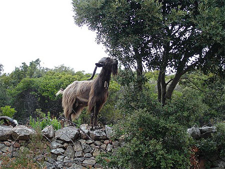 Ch�vre corse