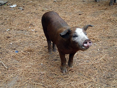 Cochons corses
