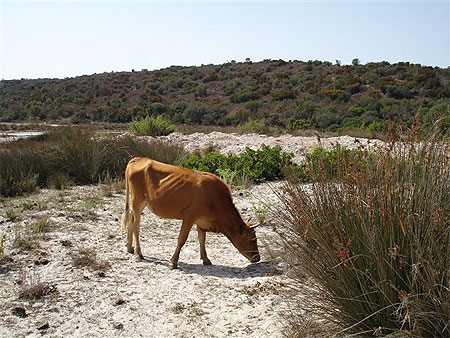 Vache sur la plage de Lotu