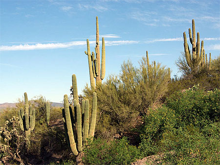 Cactus g�ants  (Saguaro)