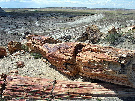 Petrified forest