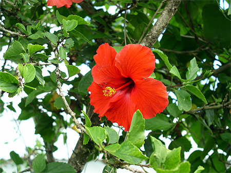 Hibiscus