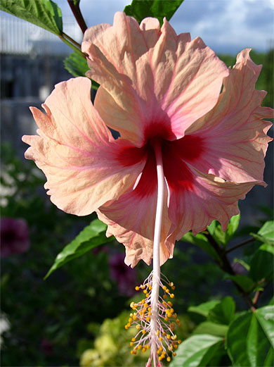 Hibiscus