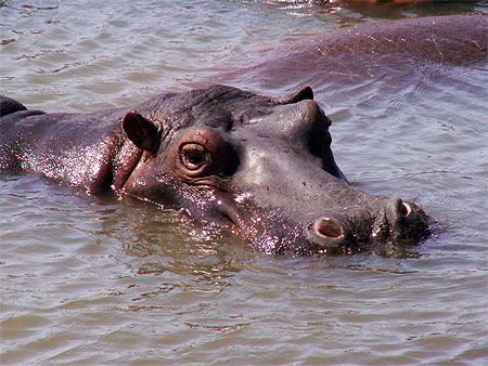 Hippopotame
