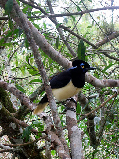 Un oiseau...