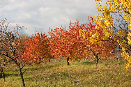 Couleurs automnales dans les Monts Pilis