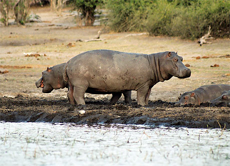 Hippo � deux t�tes