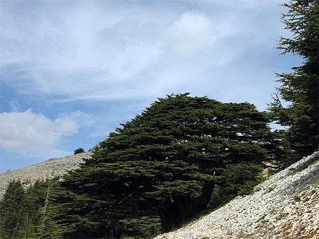 Les C�dres du Chouf