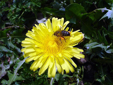 Abeille sur fleur de pissenlit