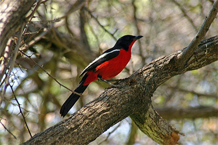 Voyage en Namibie
