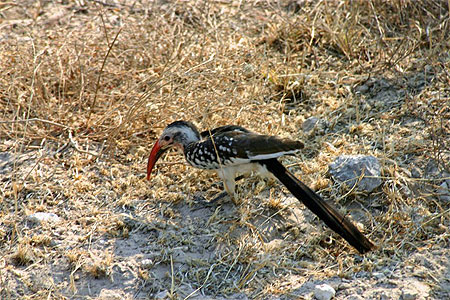 Voyage en Namibie