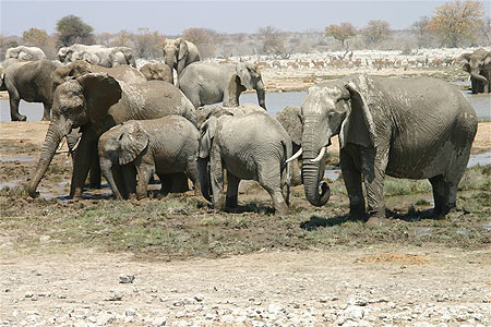 Baignade des �l�phants