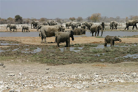 Baignade des �l�phants