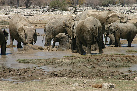 Baignade des �l�phants