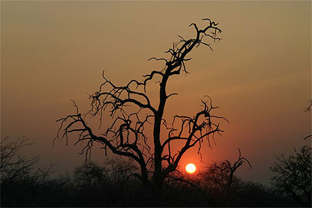 Coucher de soleil � Etosha