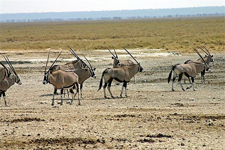 Oryx