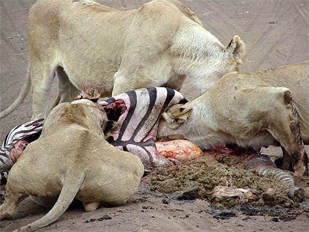 Le repas des lionnes
