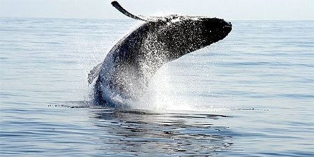 Humpback Whales