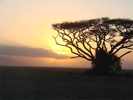 Couch� de soleil sur Amboseli