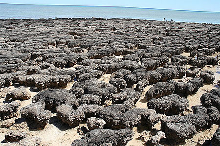 Stromatolites