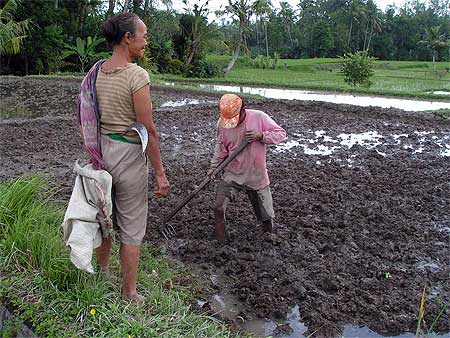 Discussion dans les rizi�res de Ubud