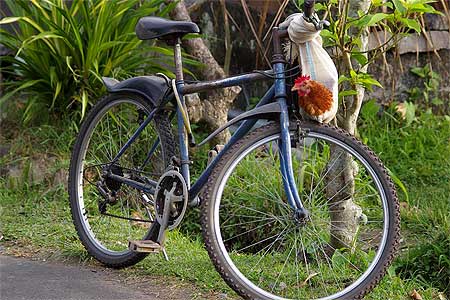 Le poulet garde le v�lo !!!