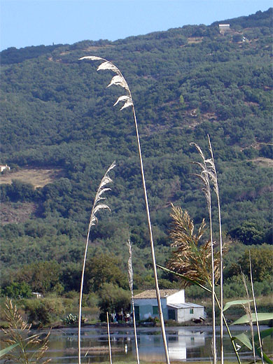 Lac Korission