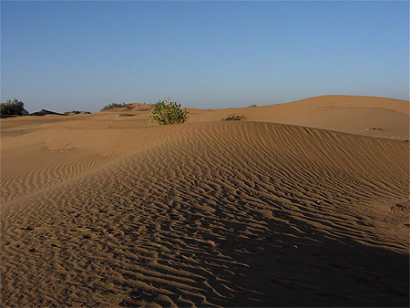 Faune du Sahara
