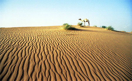 Chameau, Erg Ouaranne