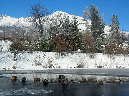 Canards