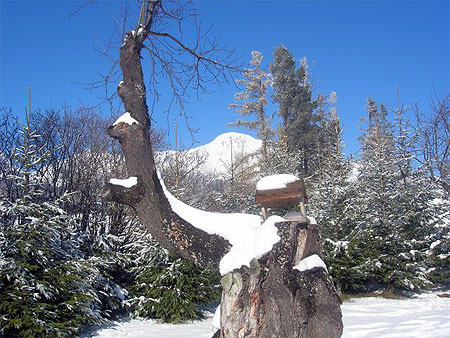 Arbres
