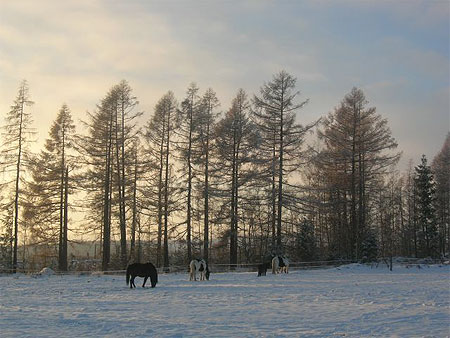 Chevaux
