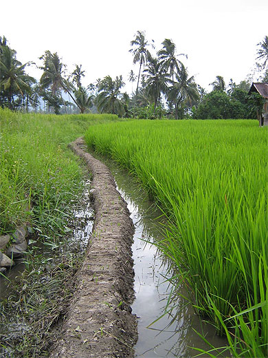 Chemin de rizi�re