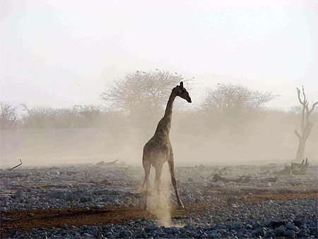 D�but d'une tempete de poussiere