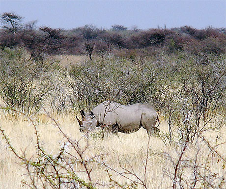 Rhino