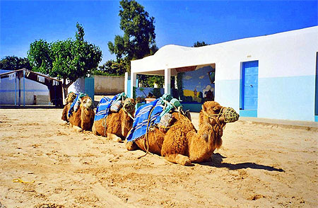 Chameaux au repos