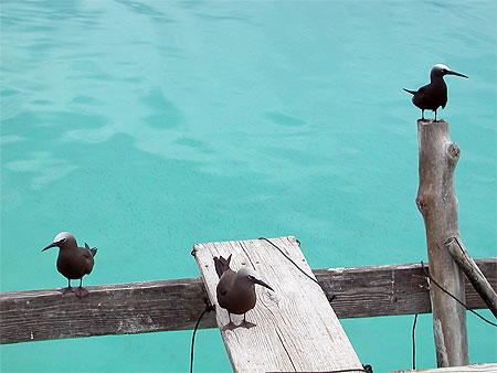 Trois noddis bruns au repos
