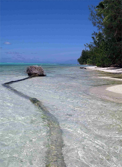 Cocotier sous l'eau � Moorea