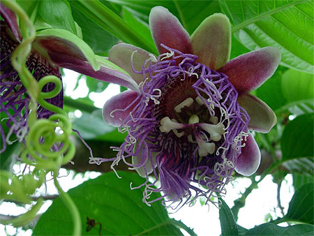 Fleur exotique � Tarapoto